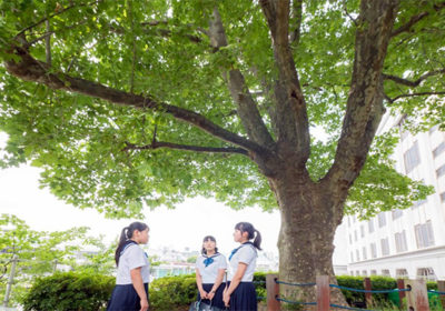 広尾の地で100年近く女学館を見つめてきた鈴懸の木