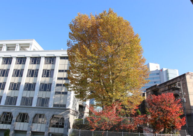 秋のすずかけの木